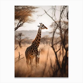 Giraffe In The Savannah Canvas Print