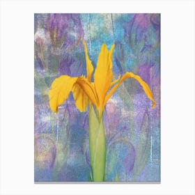 Yellow Iris 1 Canvas Print