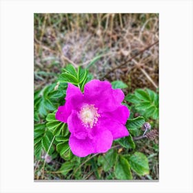 Wild Rose Canvas Print