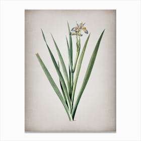 Vintage Stinking Iris Botanical on Parchment n.0357 Canvas Print