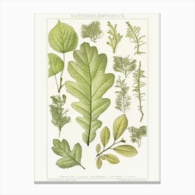 Botanical Print Canvas Print