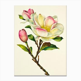 Magnolia Vintage Flowers Flower Canvas Print