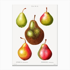 Pear, Pierre Joseph Redoute (2) 2 Canvas Print