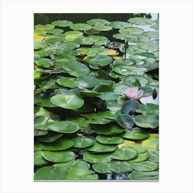 Water Lily Canvas Print