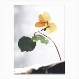 Flower Growth Canvas Print