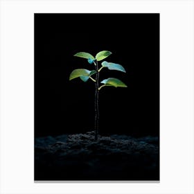 Young Tree In The Dark 3 Canvas Print