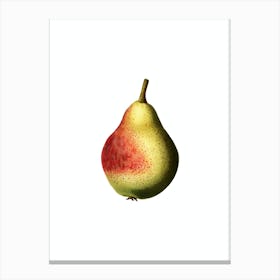 Vintage Pear Botanical Illustration on Pure White n.0542 Canvas Print