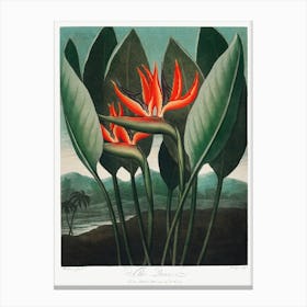 The Queen Plant From The Temple Of Flora (1807), Robert John Thornton Canvas Print