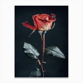 Single Rose 8 Canvas Print