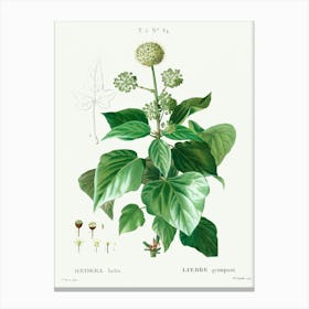 Common Ivy, Pierre Joseph Redoute Canvas Print