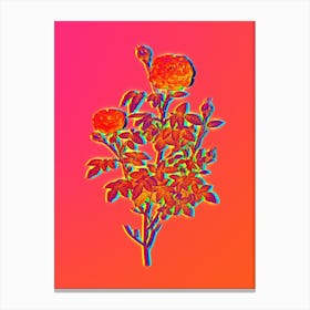 Neon Burgundy Cabbage Rose Botanical in Hot Pink and Electric Blue n.0238 Canvas Print