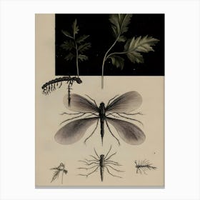 Dark Gothic Flies And Insects Canvas Print