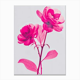 Hot Pink Camellia 2 Canvas Print