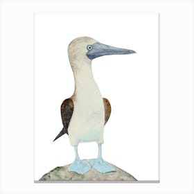Blue Footed Booby Bird 1 Canvas Print