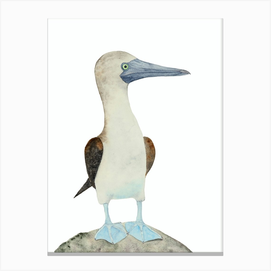 Blue Footed Booby - Wildlife Print