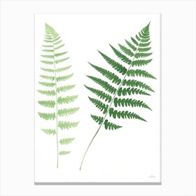 Fern Leaves 1 Canvas Print