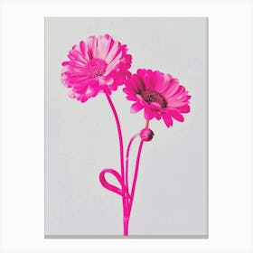 Hot Pink Cineraria 1 Canvas Print