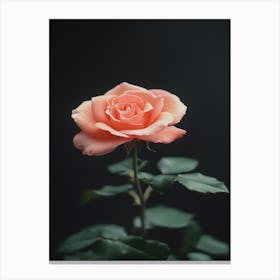 Peach Rose 25 Canvas Print