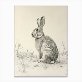 Dutch Rabbit Drawing 2 Canvas Print