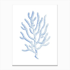 Blue Coral 1 Canvas Print