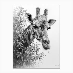 Pencil Portrait Of A Giraffe In The Trees 3 Canvas Print