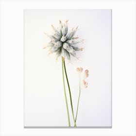 Pressed Wildflower Botanical Art Wild Leek 2 Canvas Print