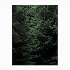 Into The Woods, Pine Trees And Shadows Canvas Print