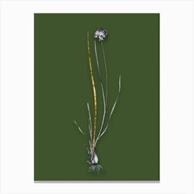 Vintage Allium Foliosum Black and White Gold Leaf Floral Art on Olive Green n.1183 Canvas Print