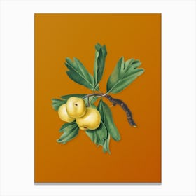 Vintage Hawthorne Botanical on Sunset Orange n.0570 Canvas Print