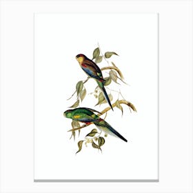 Vintage Mulga Parakeet Parrot Bird Illustration on Pure White n.0344 Canvas Print