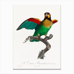 The Orange Cheeked Parrot, From Natural History Of Parrots, Francois Levaillant Canvas Print