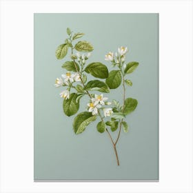 Vintage Snowdrop Bush Botanical Art on Mint Green n.0493 Canvas Print