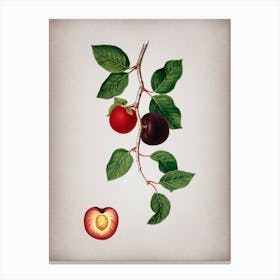 Vintage Apricot Botanical on Parchment n.0469 Canvas Print