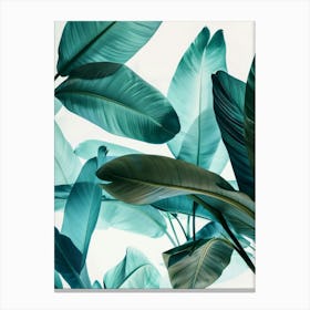 Tropical Leaves 84 Canvas Print