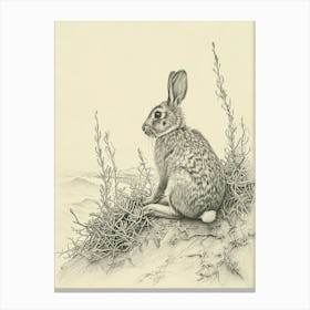 Argente Rabbit Drawing 2 Canvas Print