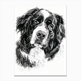 Bernese Mountain Dog Line Sketch 3 Canvas Print