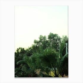 Palm Trees In A Garden Canvas Print