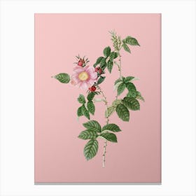 Vintage Big Flowered Dog Rose Botanical on Soft Pink n.0802 Canvas Print