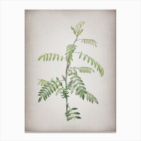 Vintage Flowering Indigo Plant Botanical on Parchment Canvas Print