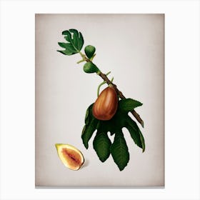 Vintage Fig Botanical on Parchment n.0668 Canvas Print