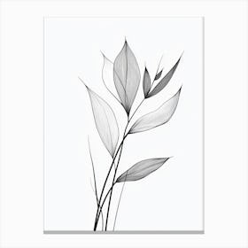 Leaf In Black And White Canvas Print