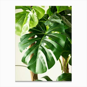 Monstera Leaf 12 Canvas Print