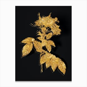 Vintage Boursault Rose Botanical in Gold on Black n.0480 Canvas Print