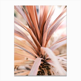 Pink Agave Leaves // Ibiza Nature Photography Canvas Print