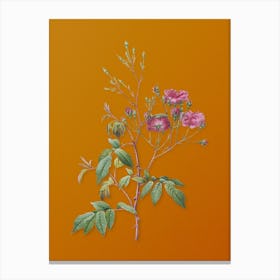 Vintage Pink Noisette Roses Botanical on Sunset Orange n.0241 Canvas Print