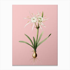 Vintage Streambank Spiderlily Botanical on Soft Pink Canvas Print