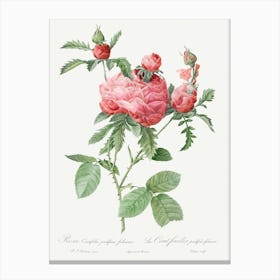 Cabbage Rose Bloom, Pierre Joseph Redoute Canvas Print