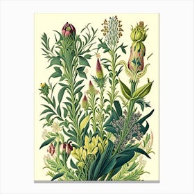 Lysimachia Floral 1 Botanical Vintage Poster Flower Canvas Print