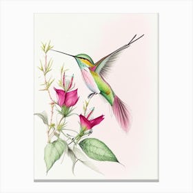 Broad Tailed Hummingbird Quentin Blake Illustration Canvas Print