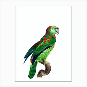 Vintage Turquoise Fronted Amazon Parrot Bird Illustration on Pure White 1 Canvas Print